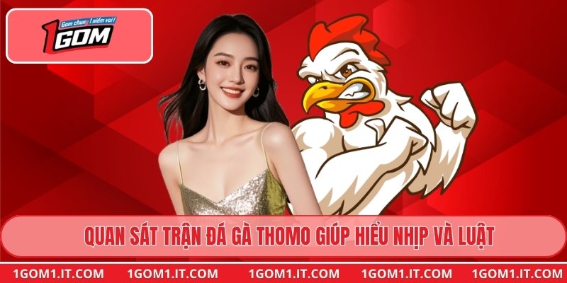 Quan sát trận đá gà thomo giúp hiểu nhịp và luật